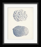 Antique Coral Collection VII Framed Print