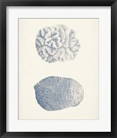 Antique Coral Collection VII Framed Print