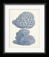 Antique Coral Collection VIII Framed Print