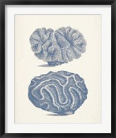 Antique Coral Collection IX Fine Art Print