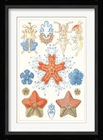 Sealife Species I Fine Art Print