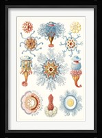 Sealife Species II Fine Art Print