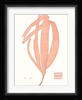 Vivid Coral Seaweed I Fine Art Print