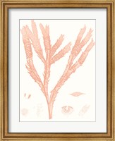 Vivid Coral Seaweed II Fine Art Print