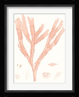 Vivid Coral Seaweed II Fine Art Print