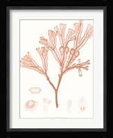 Vivid Coral Seaweed III Fine Art Print