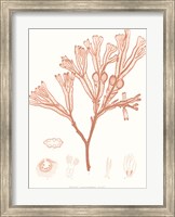 Vivid Coral Seaweed III Fine Art Print