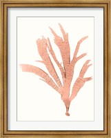 Vivid Coral Seaweed IV Fine Art Print