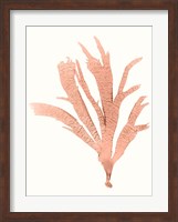 Vivid Coral Seaweed IV Fine Art Print