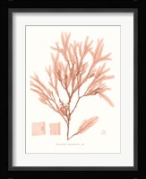 Vivid Coral Seaweed V Fine Art Print