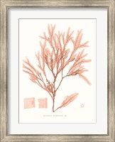 Vivid Coral Seaweed V Fine Art Print