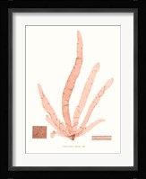 Vivid Coral Seaweed VI Fine Art Print