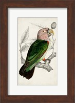 Antique Parrot Pair I Fine Art Print