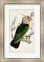 Antique Parrot Pair I Fine Art Print