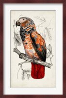 Antique Parrot Pair II Fine Art Print