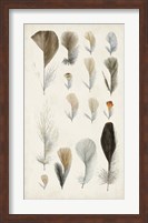 Antique Bird Feathers I Fine Art Print