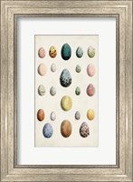Antique Bird Eggs II Fine Art Print