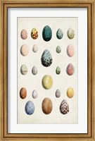 Antique Bird Eggs II Fine Art Print