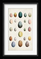 Antique Bird Eggs II Fine Art Print