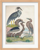 Antique Heron & Waterbirds I Fine Art Print