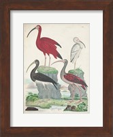 Antique Heron & Waterbirds II Fine Art Print