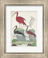 Antique Heron & Waterbirds II Fine Art Print