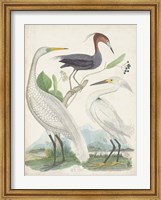 Antique Heron & Waterbirds III Fine Art Print