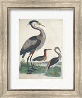 Antique Heron & Waterbirds IV Fine Art Print