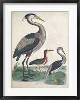 Antique Heron & Waterbirds IV Fine Art Print