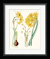 Bright Botanicals III Framed Print
