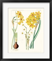 Bright Botanicals III Framed Print