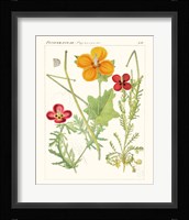 Bright Botanicals V Framed Print