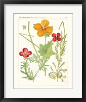 Bright Botanicals V Framed Print