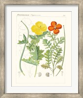 Bright Botanicals VII Fine Art Print