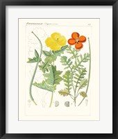 Bright Botanicals VII Fine Art Print