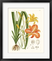 Bright Botanicals VIII Framed Print