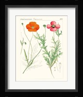 Bright Botanicals IX Framed Print