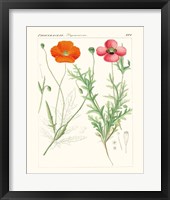 Bright Botanicals IX Framed Print