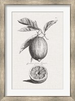 Antique Lemons & Oranges I Fine Art Print