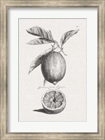 Antique Lemons & Oranges I Fine Art Print