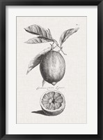 Antique Lemons & Oranges I Fine Art Print
