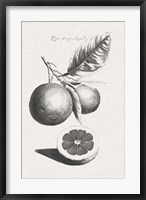 Antique Lemons & Oranges II Fine Art Print