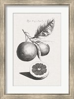 Antique Lemons & Oranges II Fine Art Print