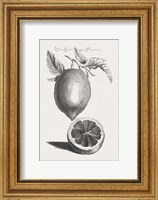 Antique Lemons & Oranges III Fine Art Print