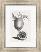 Antique Lemons & Oranges III Fine Art Print