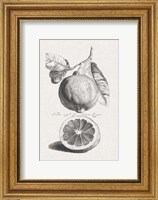 Antique Lemons & Oranges IV Fine Art Print