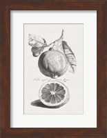 Antique Lemons & Oranges IV Fine Art Print