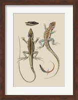 Antique Lizards II Fine Art Print