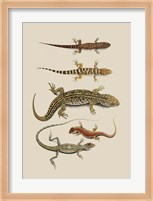 Antique Lizards III Fine Art Print