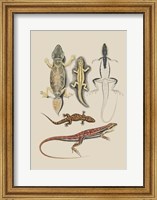 Antique Lizards IV Fine Art Print